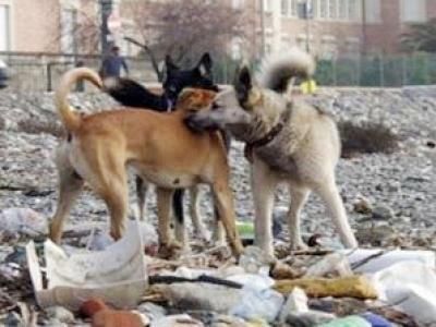 صنعاء في عهد الحوثيين.. غياب للخدمات وانتشار للكلاب الشاردة