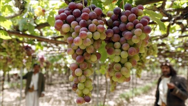 حتى العنب… ينزف في اليمن