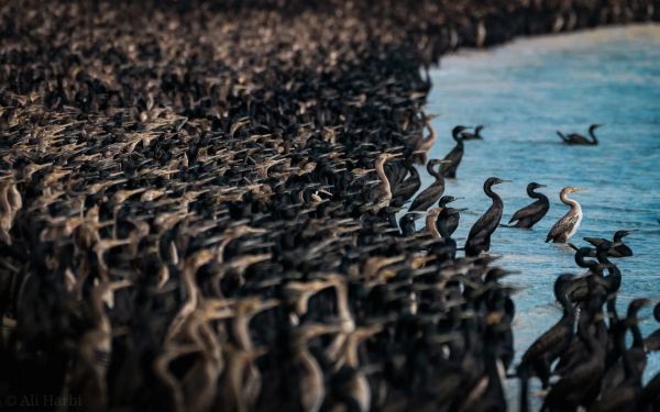 الغاق السقطري "يغزو" إحدى شواطئ سلطنة عُمان في مشهد مهيب
