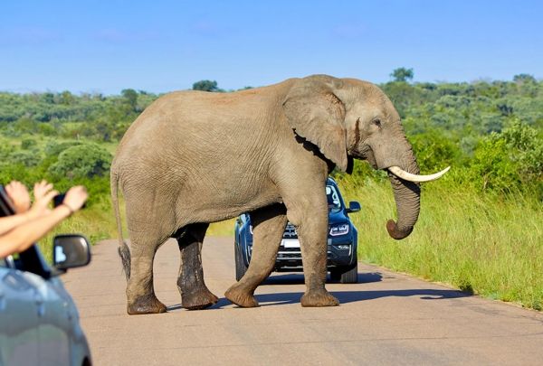 فيل يقتل سائحاً سعودياً في حديقة بأوغندا