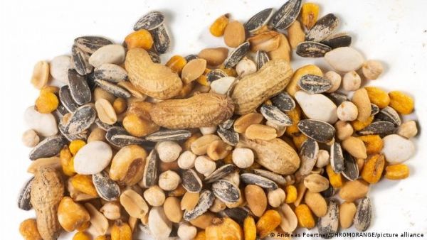 دراسة حديثة تكشف عن فوائد جمة للمكسرات على صحة الدماغ