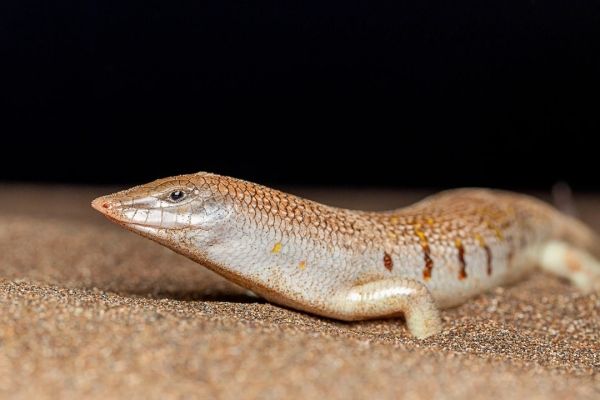 لا تعيش في الماء.. مصوّر يوثق "سمكة الرمال" في سلطنة عُمان