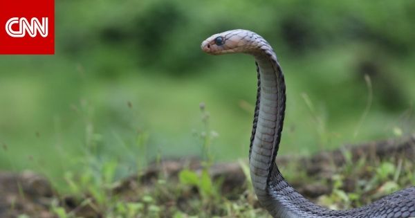 سمها مدمر للجهاز العصبي..هكذا ظهرت الكوبرا العربية بعدسة مصور عُماني
