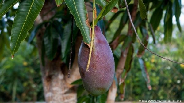 من الشعر وحتى أخمص القدمين.. فوائد طبية وجمالية لأوراق المانجو