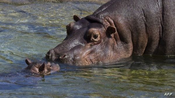 إنقاذ طفل ابتلع فرس النهر نصف جسده في أوغندا