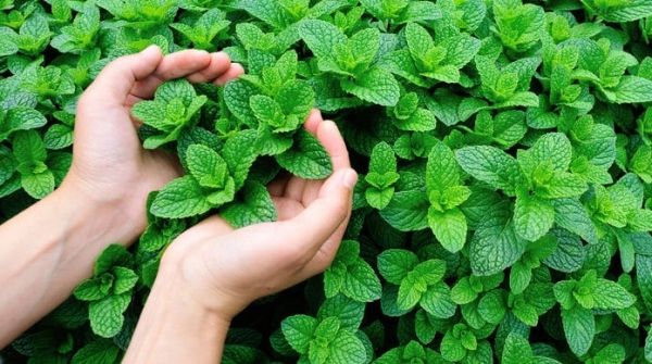 النعناع الفلفلي.. رائحة مميزة وفوائد مذهلة