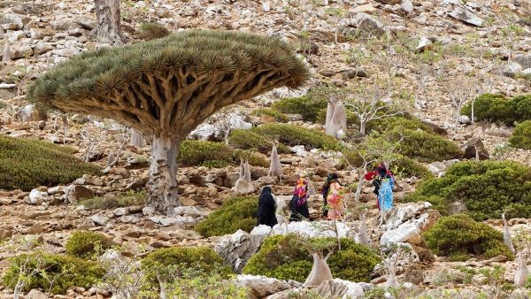 اليوم الدولي لصحة النبات.. "مفتاح" الحفاظ على البيئة والحد من الجوع 