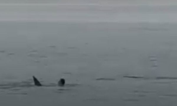 وفاة سائح روسي إثر هجوم سمكة قرش بأحد شواطئ مصر