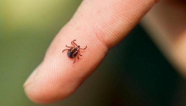 بعد سنوات في الصين.. فيروس ينتشر عن طريق القراد في أوروبا