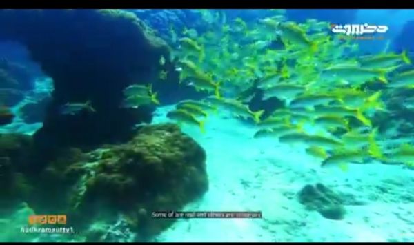 إنتاج فيلم وثائقي عن جزيرة سخى بمحافظة شبوة