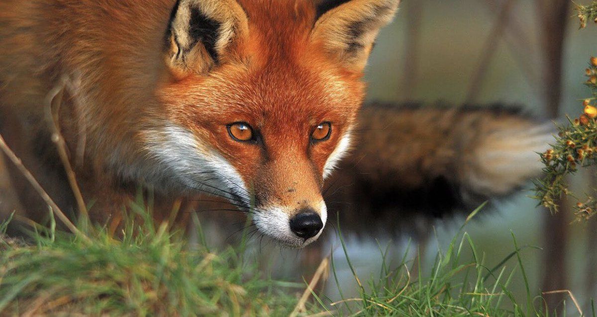 مترجم: لتنجو من ألاعيب المديرين وزملاء العمل.. تصرف كالبومة وفكر كالثعلب!