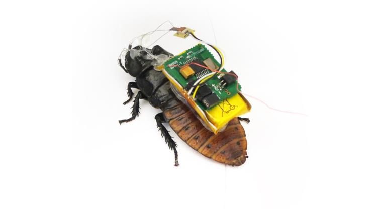 ذبابة استخباراتية.. هكذا تستخدم أجهزة الأمن الحشرات للتجسس عليك!