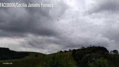 عندما تمطر السماء عناكب