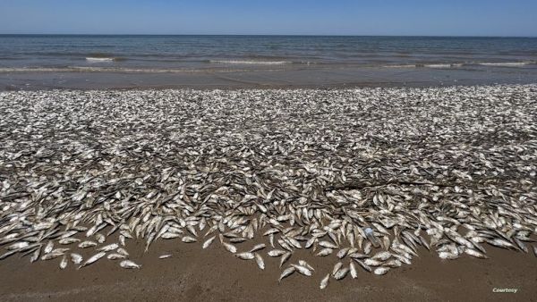 شاهد - موجات من الأسماء النافقة في سواحل تكساس.. ماذا حدث؟